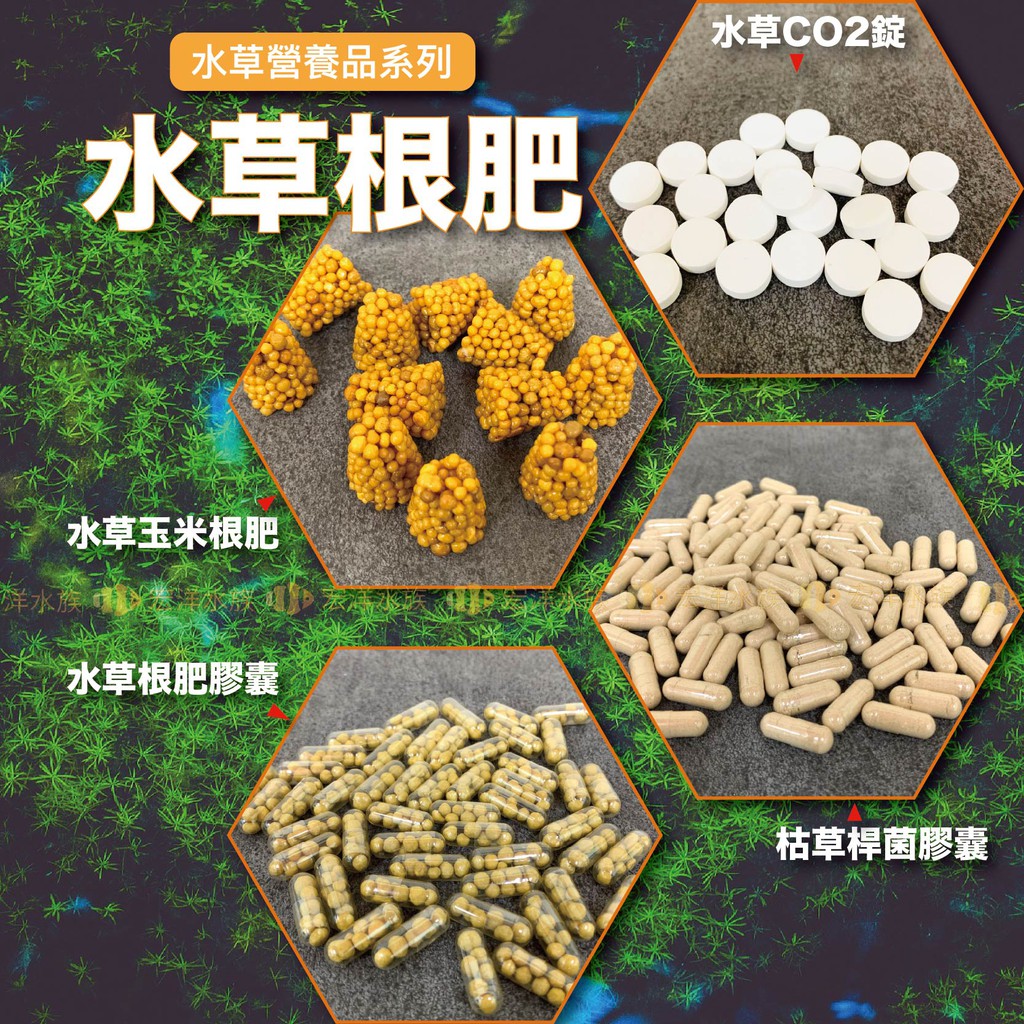 【宏洋水族】水草根肥〝有利於水草生長茁壯，不影響PH、KH值(水草CO2錠、水草玉米根肥、水草根肥膠囊、枯草桿菌膠囊