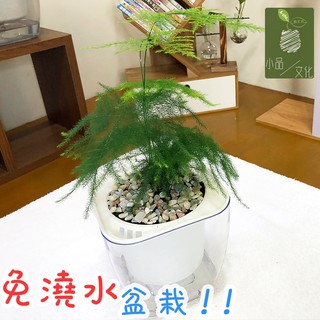 【現貨】【小品文化】文竹 4吋透明懶人盆栽 加水更方便 觀葉植物 室內植物 自動吸水 水培 創意花盆 居家辦公盆花 種子