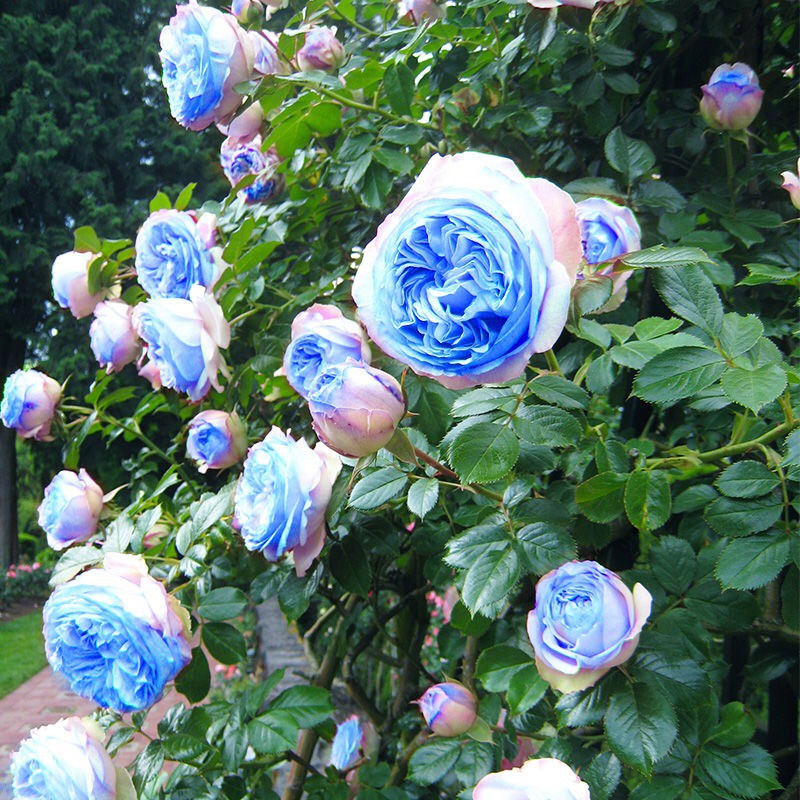 薔薇花 優惠推薦 年10月 蝦皮購物台灣