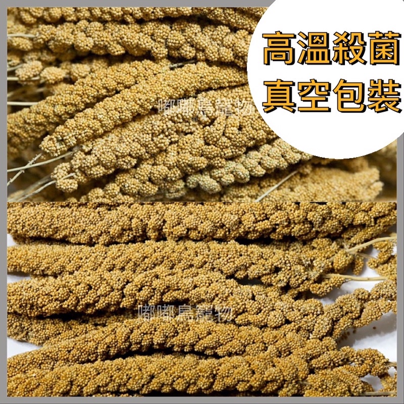 《嘟嘟鳥寵物》【台灣 | 法國】 精選真空包裝殺菌粟米穗〔100g | 200g〕 無農藥 米穗 小米穗 鸚鵡雀鳥