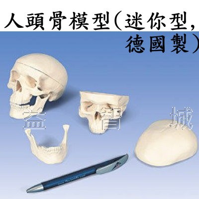 益智城《人頭骨模型/教學人體模型/頭部模型/頭模型/頭顱模型/頭顱骨模型/教學模型 》人體頭骨模型(迷你型,德國製)