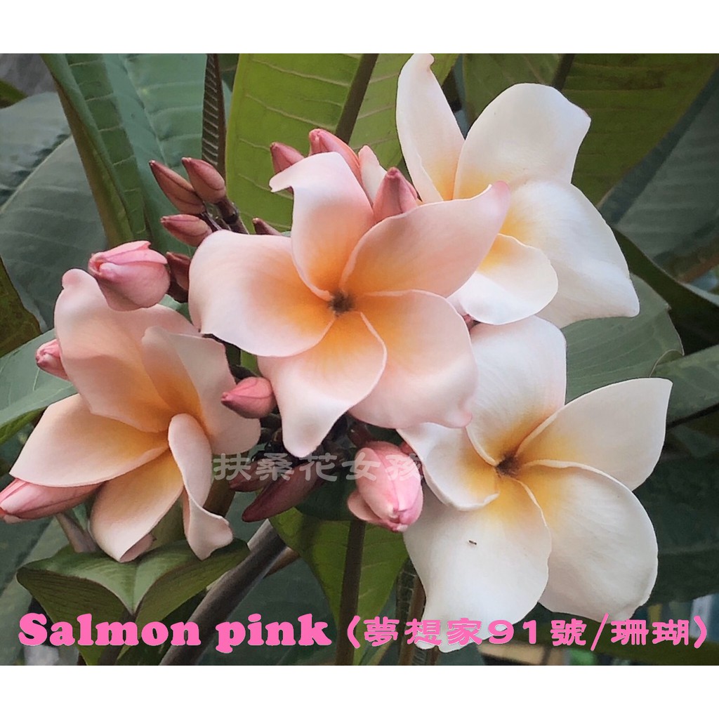 贈獅馬超級藍肥【扶桑花女孩】雞蛋花 品種 : Salmon pink (鮭魚粉/夢想家91號/珊瑚)  出售枝條