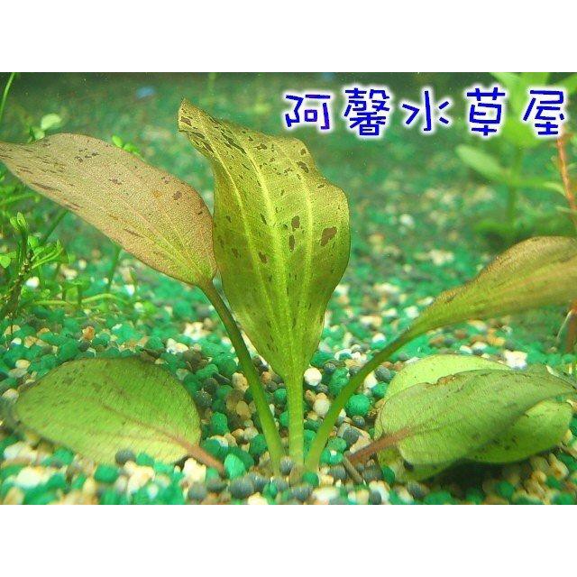 阿馨水草屋 豹紋皇冠 水上葉狀態水族景觀設計造景裝飾水族箱真的水草缸專賣店 蝦皮購物