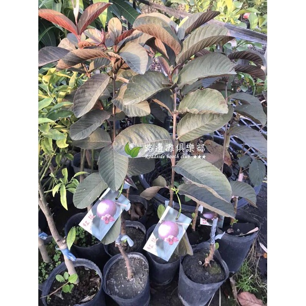 紅皮拔 夏威夷紅芭樂 紅葉拔 紅皮芭樂 紅心芭樂 樹苗 盆栽 紅花 紅葉芭樂 紅肉 紅拔 紅芭樂 紅玉 紫芋 紫玉芭樂