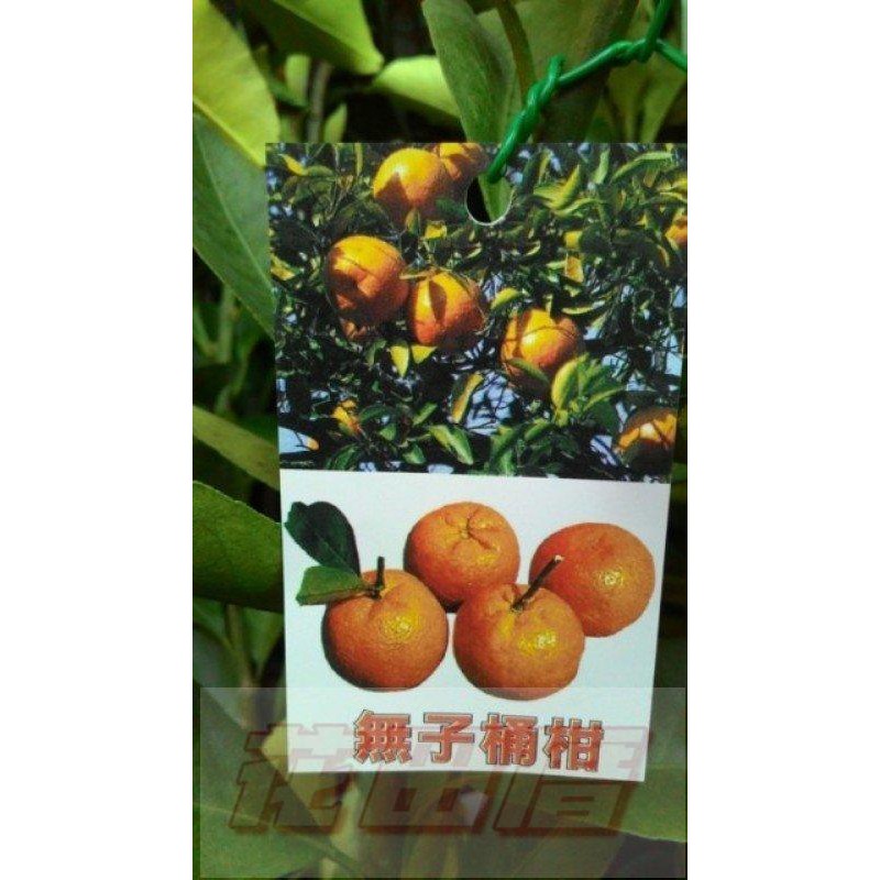 【花田厝】水果苗  無子桶柑 (無籽桶柑)  4.5吋盆 果大籽少