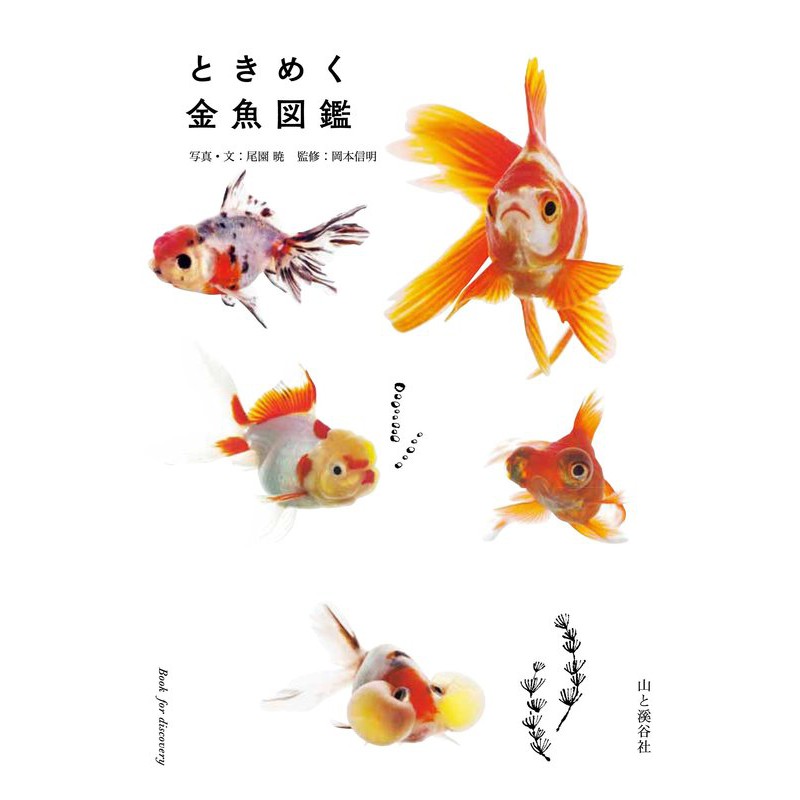 現貨 ときめく金魚圖鑑 蝦皮購物