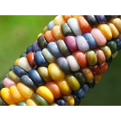 琉璃寶石玉米種子~又稱彩虹玉米，是全世界最美麗的品種，硬質玉米適合觀賞