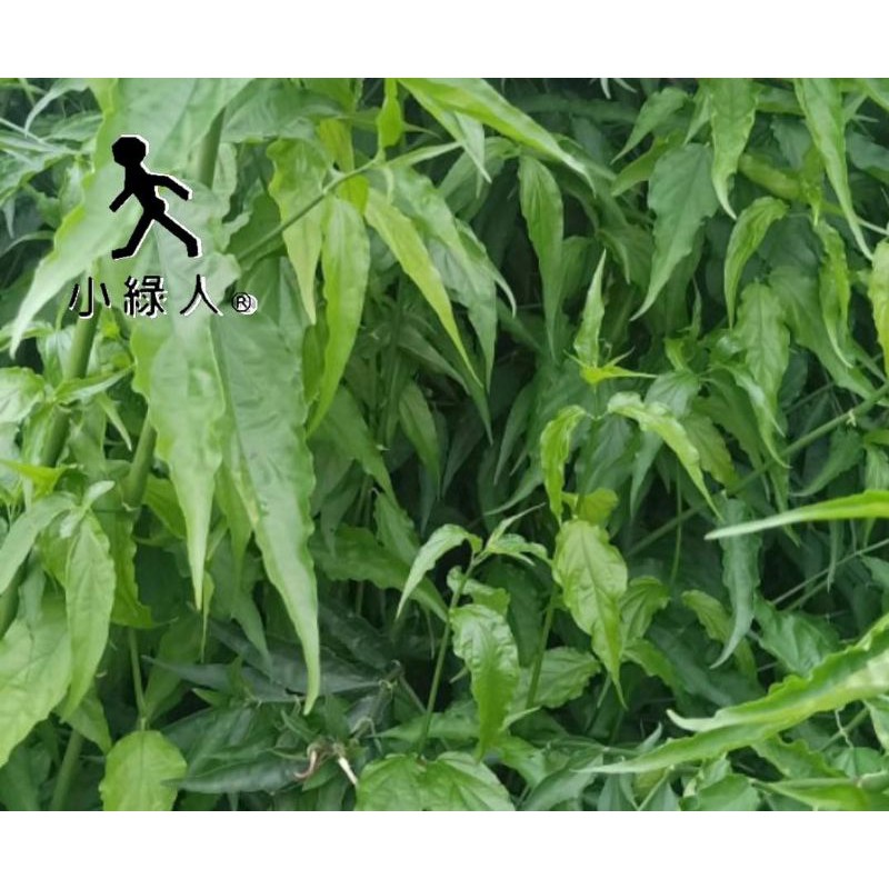 葉子 梗 1斤100元 6斤500元 優盾草 憂遁草 沙巴蛇草 溫室栽種 蝦皮購物