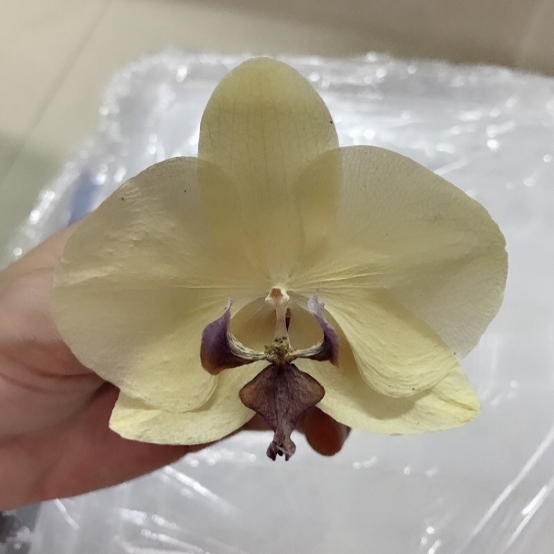 花材 蝴蝶蘭乾燥花永生花不凋花真花 蝦皮購物