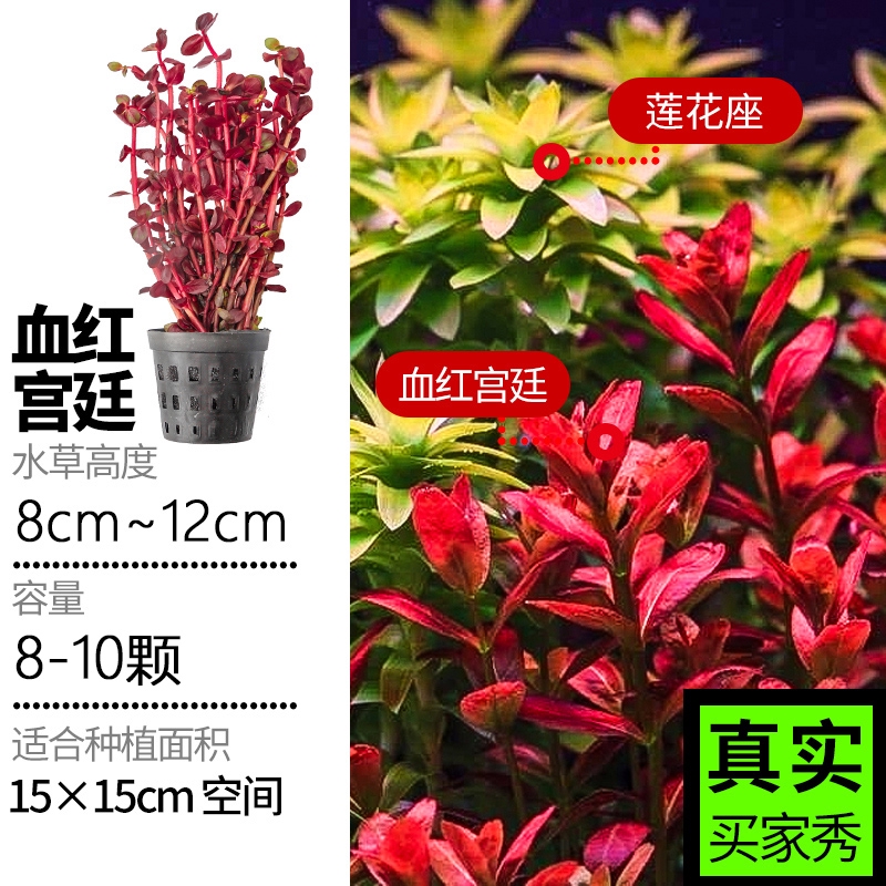 魚缸水草植物真草造景套餐蜈蚣陰性增氧趴地矮珍珠活懶人水榕沉木 蝦皮購物