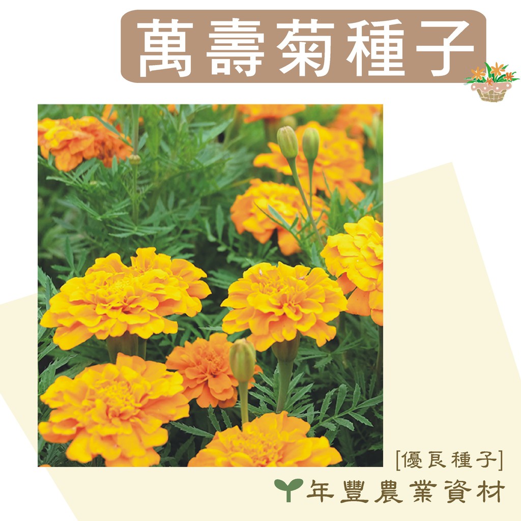 優良種子 新鮮貨用新鮮價賣 萬壽菊種子 500公克 1公斤裝 有效防止線蟲 蝦皮購物