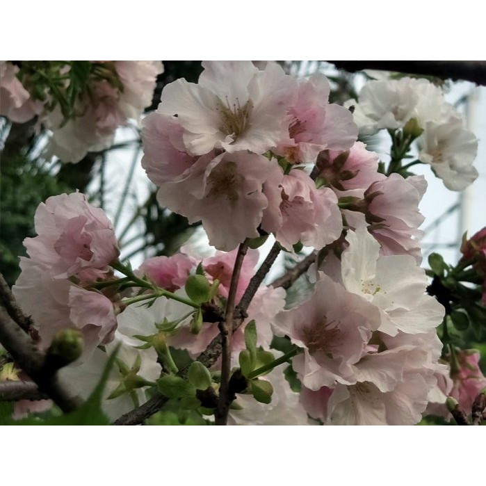 元茂園藝高鐵南路園區 塑膠盆裝櫻花-墨染櫻 6年樹齡，剛開是白花慢慢會變成粉紅花