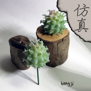 多肉 模擬多肉 微景觀 P53 假多肉植物 居家裝飾商店擺飾盆栽辦公室小物生日禮物拍照道具咖啡屋木頭底座