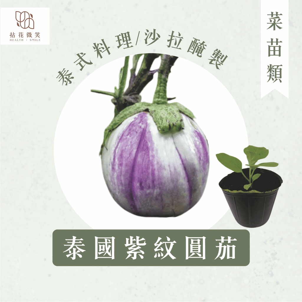 拈花微笑 泰國紫紋圓茄 3吋 菜苗 泰式料理 沙拉醃製 調味料 烹飪 有機 蔬果 蝦皮購物