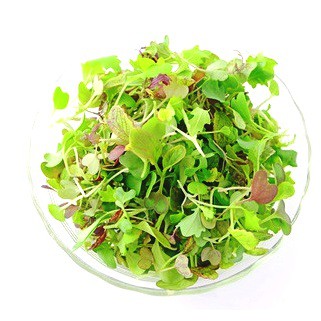 Microgreens苗菜種子~超級綜合生菜(內含二十種以上)，色彩豐富，最佳沙拉食材