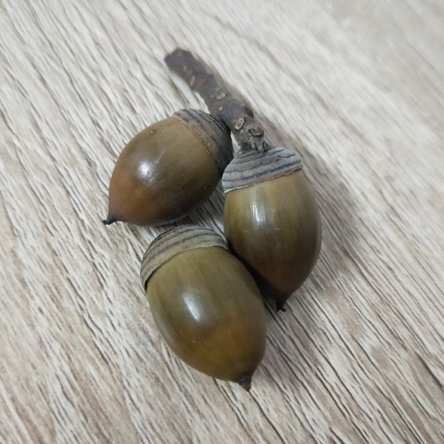 橡實果/青剛櫟/果實