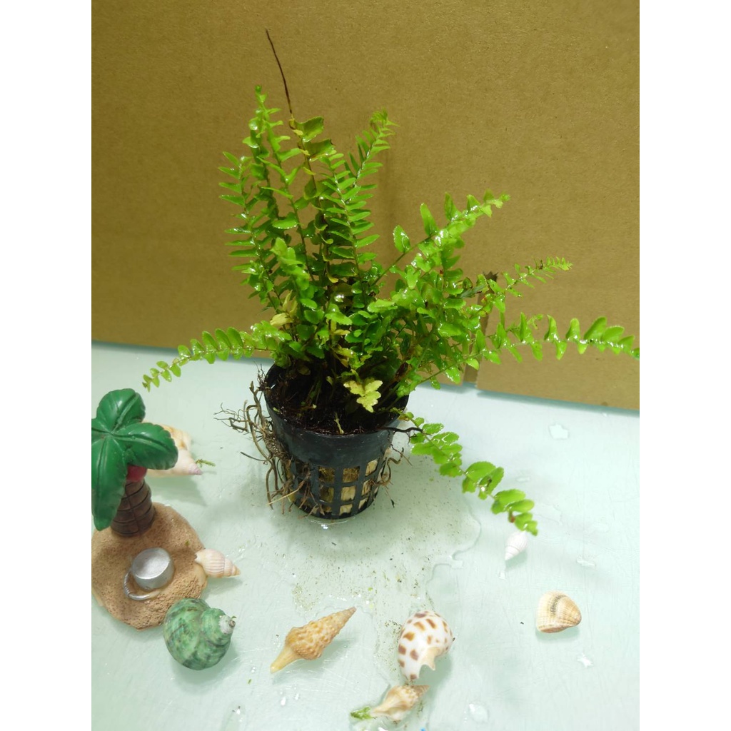 阿馨水草屋 二棲植物造景 腎蕨盆莫絲療癒球 可全入水 二棲水生植物 水陸植物缸 蝦皮購物