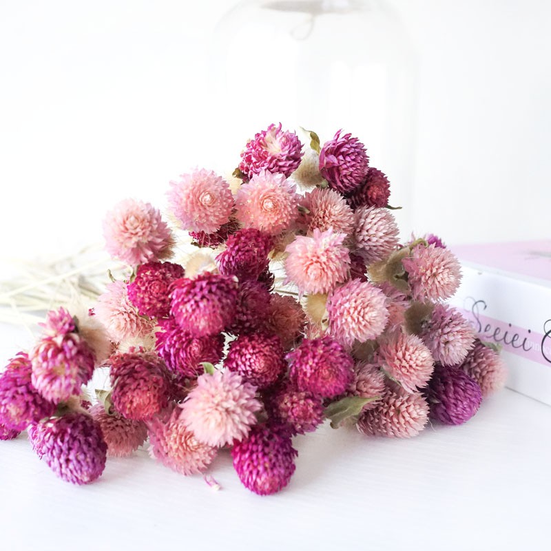 千日紅 拍賣 評價與ptt熱推商品 21年4月 飛比價格