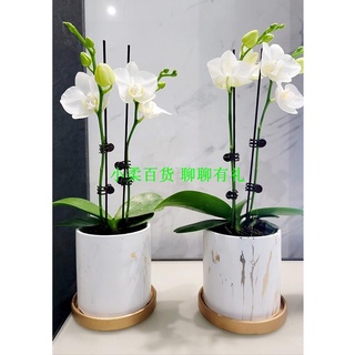 蘭花盆器 優惠推薦 21年7月 蝦皮購物台灣