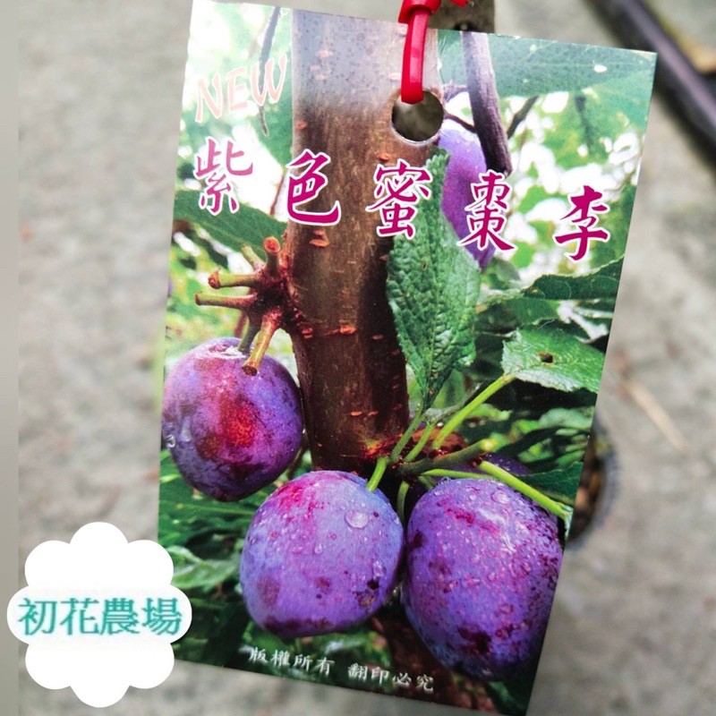 初花農場|紫色蜜棗李｜西梅藍蜜|4.5吋盆|果苗|----定價400特價330