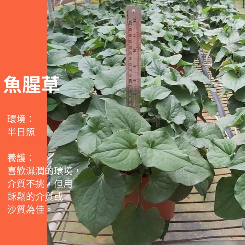 5吋 魚腥草 盆栽 香草 綠植 植物 樹 ig 網紅 觀葉植物 網紅植物 室內植物 空氣淨化 陽台植物 防疫