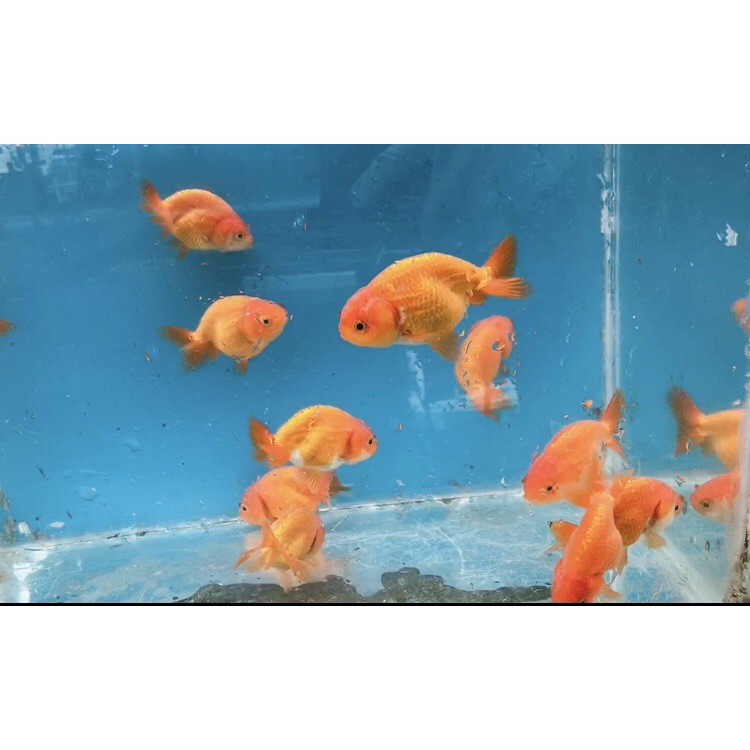 招財金魚玉兔蘭壽 全紅藍壽隨機 蝦皮購物