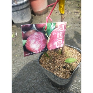 花園植物工坊♥水果苗♥西瓜李(嫁接)♥4吋盆♥