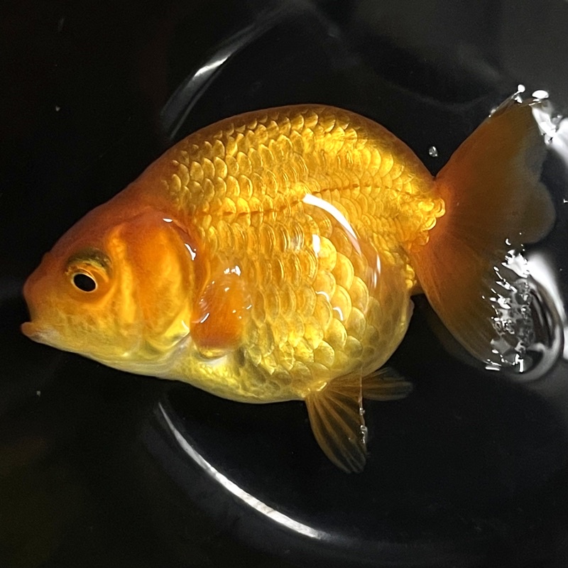 興隆魚蝦坊 線上商店 蝦皮購物