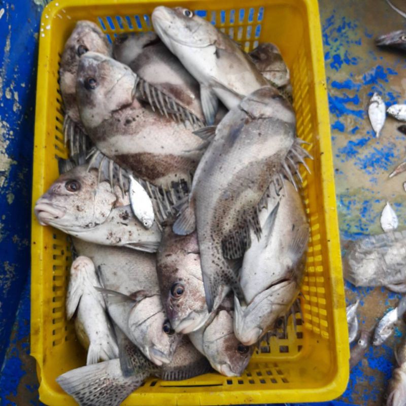 花尾胡椒鯛 加志魚 時價 蝦皮購物