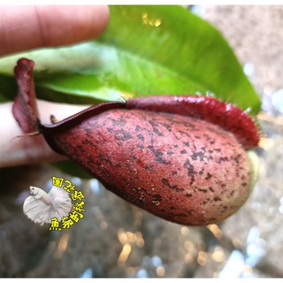 4-5吋盆 [ 三色紅虎克豬籠草盆栽] 特殊雜交新品種豬籠草盆栽 活體食蟲植物 可以捕捉小昆蟲 ~需光線需充足+保濕