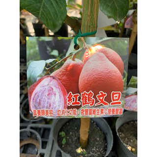花花世界-水果苗**紅鶴文旦(嫁接苗)**7-8吋盆/高30-40cm/紅文旦/MA*無法超取*