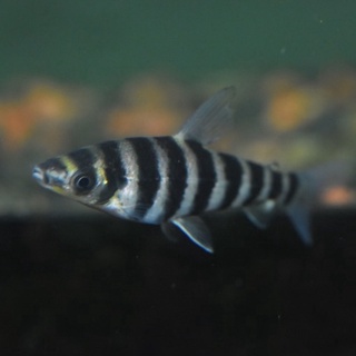 中型缸 優惠推薦 22年10月 蝦皮購物台灣