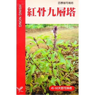 種子王國 紅骨九層塔 大葉品種【蔬果種子】四季皆可栽培 45-60天即可採收 吸肥力強 興農種苗 每包約1公克