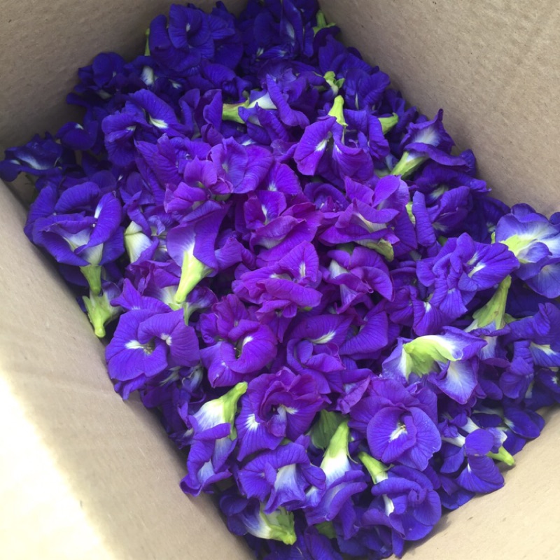 蝶豆花種子的價格推薦 22年6月 比價比個夠biggo