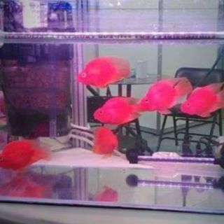 水中燈 台灣 惠弘 LED 增艷 紅魚增艷 高級觀賞魚專用 燈具2尺~5尺