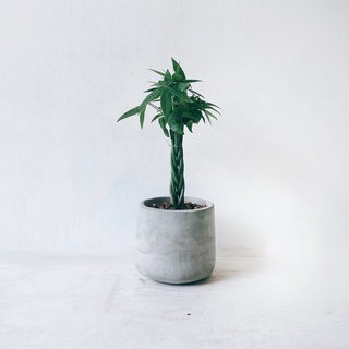 盆空間・馬拉巴慄 發財樹 室內觀賞植物綠化盆栽植栽 水泥盆 3.5~4.5吋盆