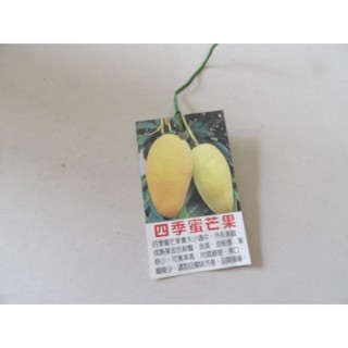 四季蜜芒果--1株140元