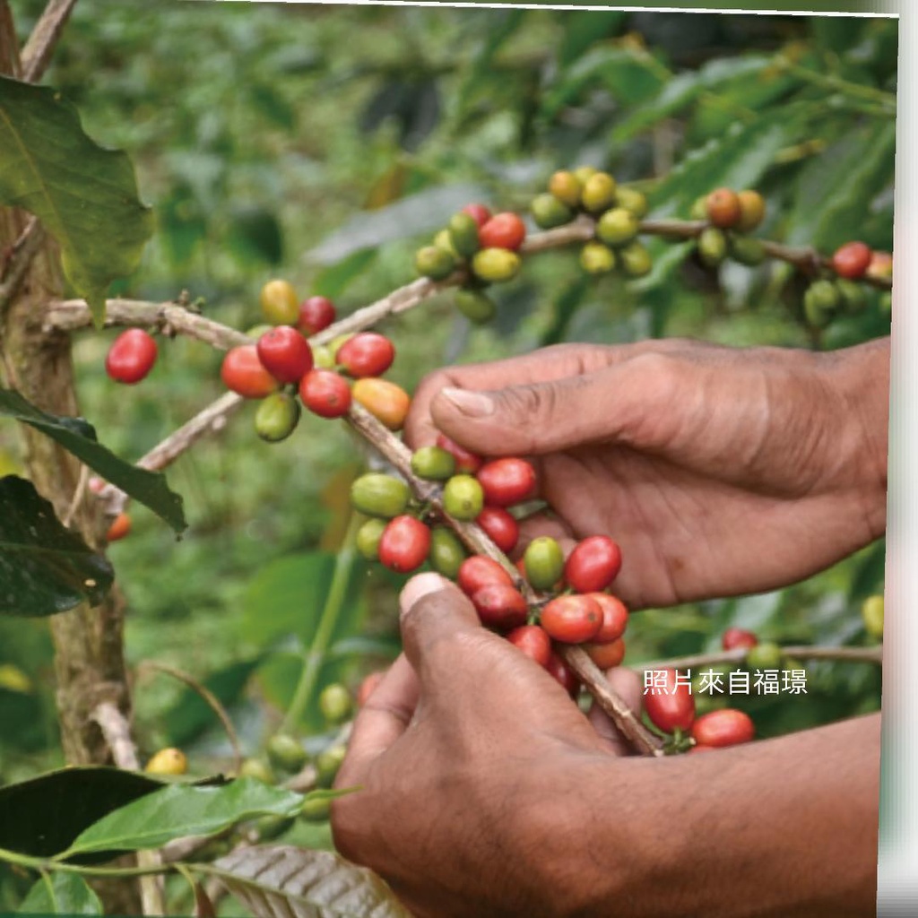 卡拉拉咖啡精品 印尼 綠寶石 曼特寧 中烘焙 精品咖啡豆