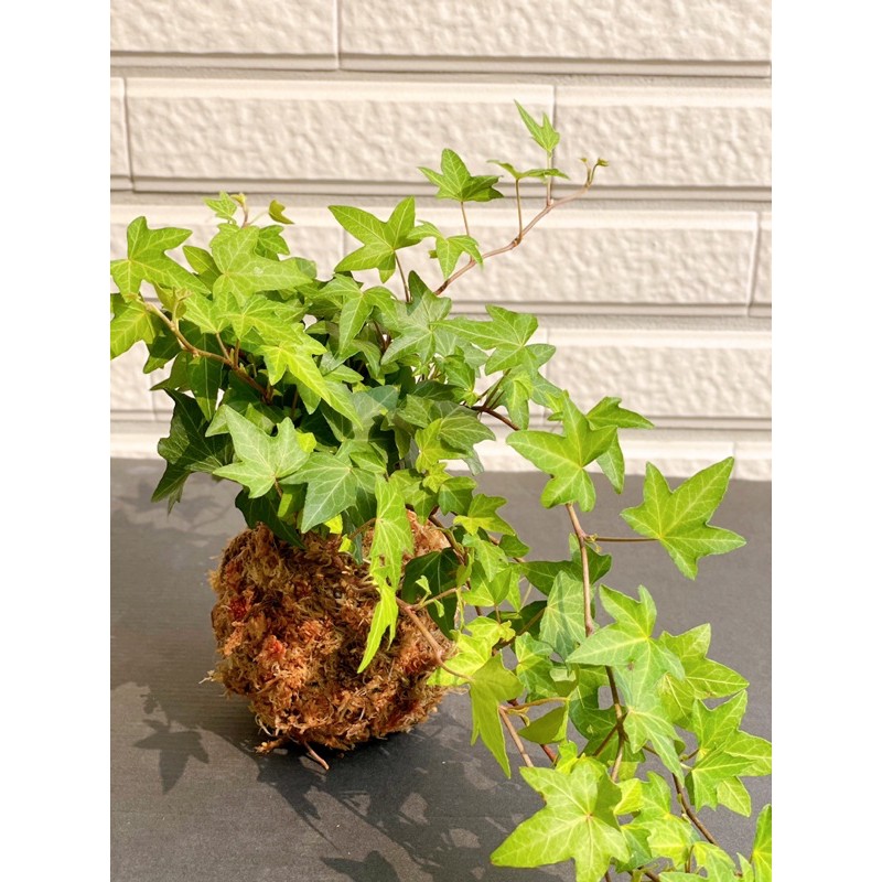 綠意會社 苔玉苔球 室內擺設 室內植物 蝦皮購物