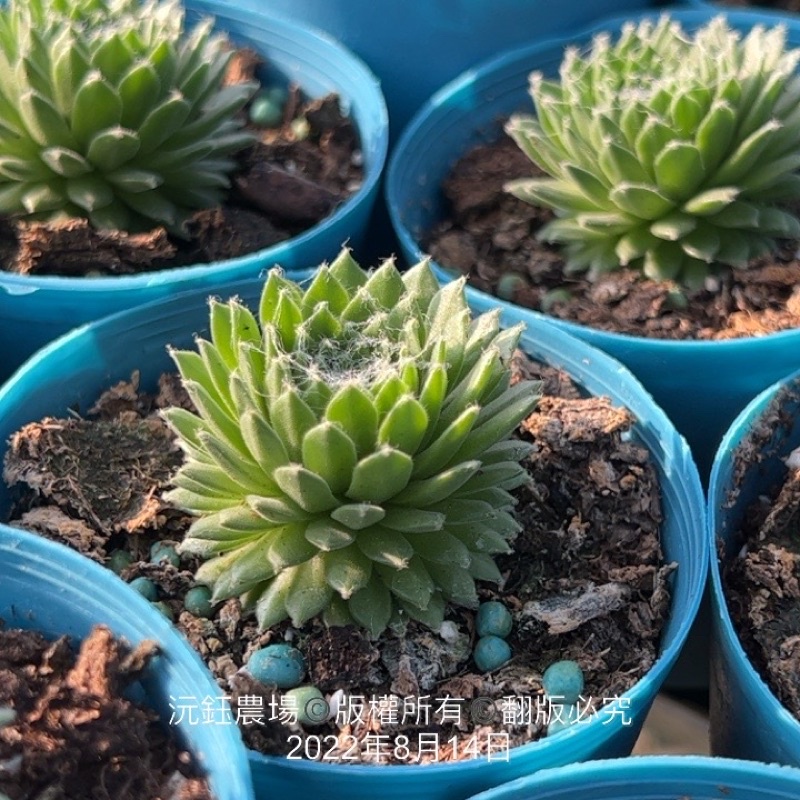 沅鈺農場   多肉植物   美沙卷娟