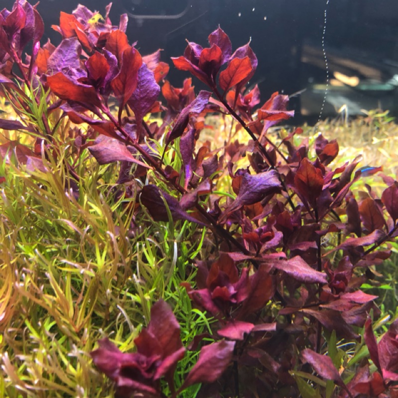 玫瑰葉底紅紅色水草造景前景草中景草後景草水族造景紅色水草新手級別可不用co2 紅宮廷紅蝴蝶 蝦皮購物