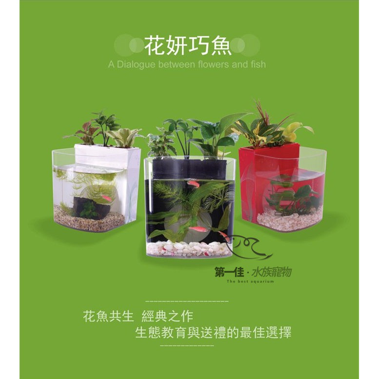 花魚共生寵物缸 紅 花妍巧魚 花魚共生新主張迷你小魚缸 水族箱 蝦皮購物