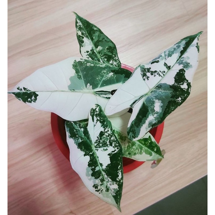 斑葉絨葉觀音蓮 Alocasia frydek variegated 極美斑 雪花斑 觀葉植物 斑葉植物 雨林植物