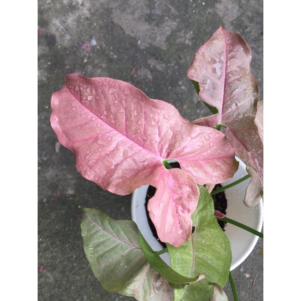 植悟誌の粉紅佳人合果芋 適合室內擺放觀賞 增濕淨化空氣4吋盆栽 蝦皮購物