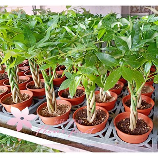 芙菈朵森林 發財樹 馬拉巴慄 辮子 心型 石頭盆 3吋盆 室內盆栽 觀葉植物 樹苗