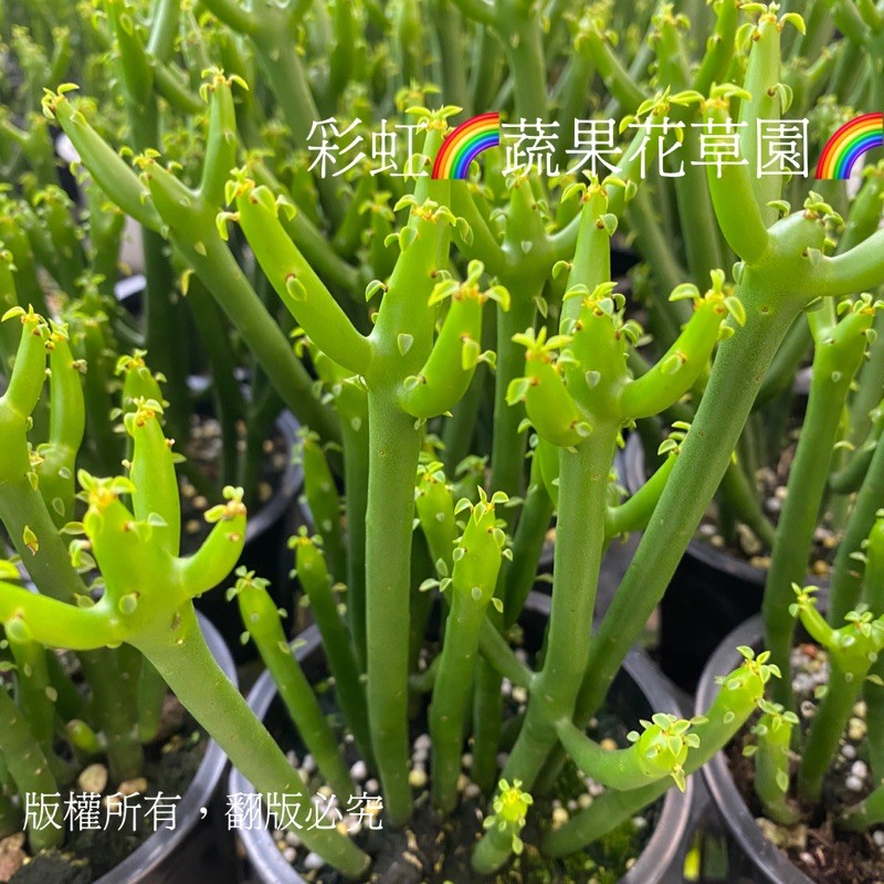 彩虹 蔬果花草園 珊瑚大戟 大戟科多肉植物 形狀像珊瑚般美麗 蝦皮購物
