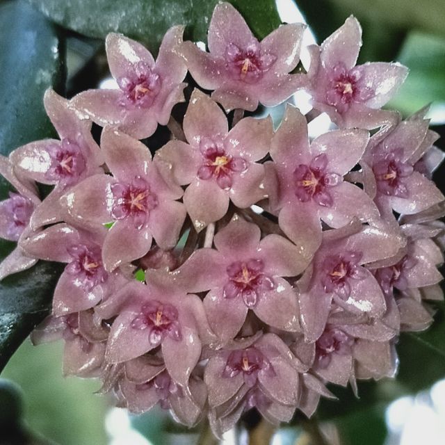 毬蘭hoya Hanhiae Pink 漢妮粉花 粉漢妮 蝦皮購物