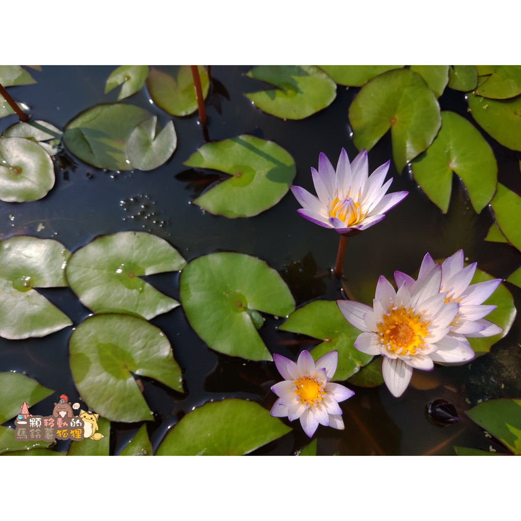 睡蓮土的價格推薦 23年1月 比價比個夠biggo