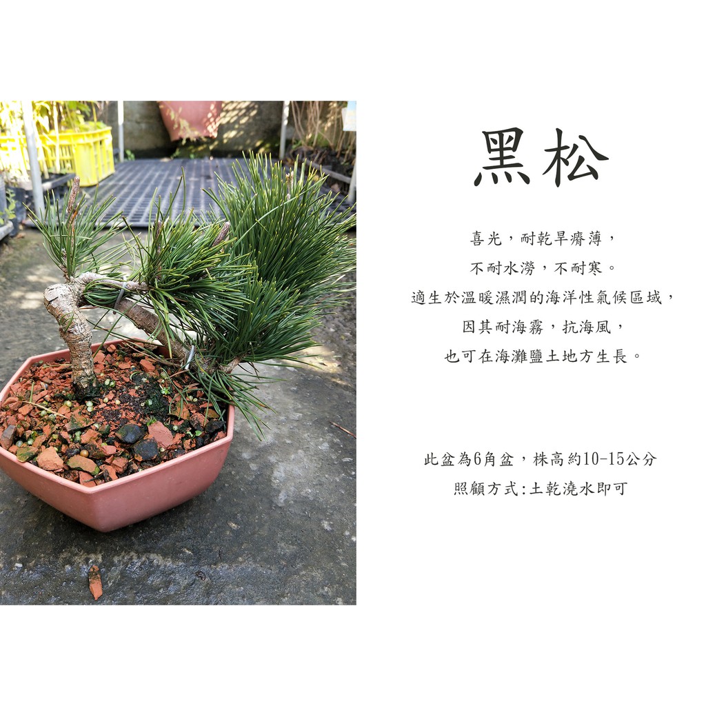 心栽花坊-黑松/6角盆/造型樹/素材/松杉柏檜/桌上型盆栽/綠化植物/售價600特價500