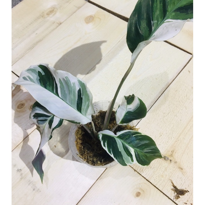 油畫竹芋 飛比價格 推薦與價格 22年3月